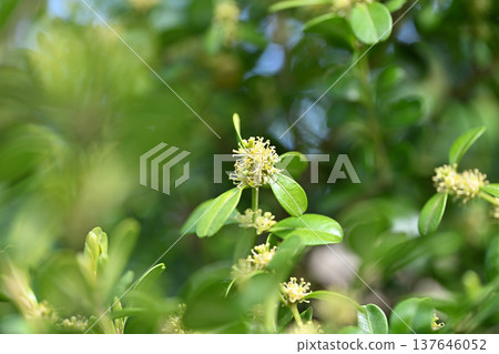 Flowers of boxwood, an evergreen tree of the boxwood family Flowers of boxwood, an evergreen tree of the boxwood family 137646052