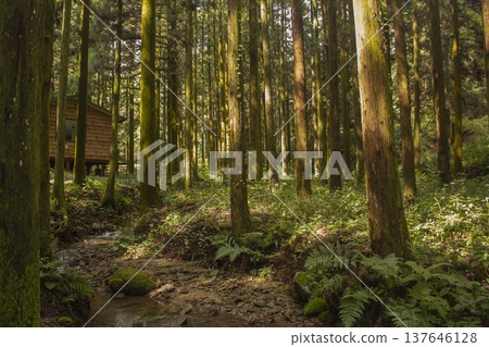 This is a beautiful forest landscape in Korea. 137646128