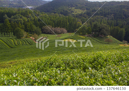 It's a hill with green tea fields. It's a hill with green tea fields. 137646130