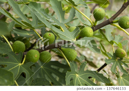 It is a fig tree with fruit. 137646133