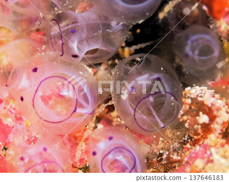 卡爾叔叔 137646183