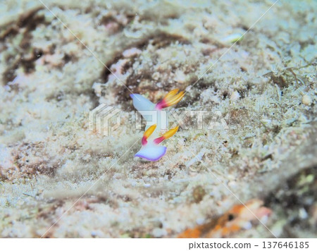 大象彩虹 137646185