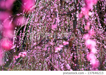 宇治三室戶寺的垂枝梅花在晨曦中熠熠生輝。 137646213