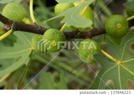 It is a fig tree with fruit. 137646223