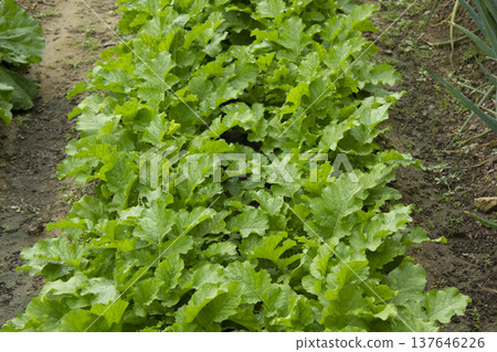 A close-up of a turnip field. A close-up of a turnip field. 137646226