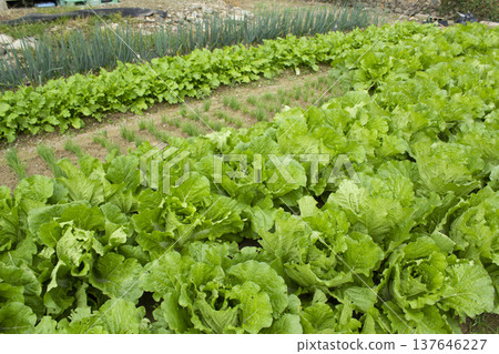 A close-up of an autumn cabbage field. A close-up of an autumn cabbage field. 137646227
