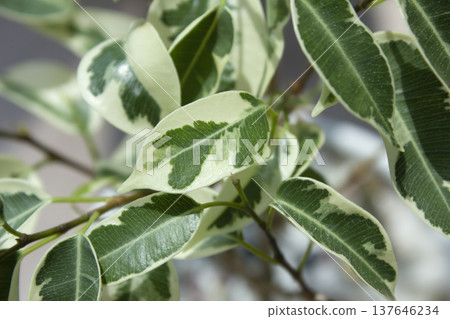 Close-up of patterned benjamin leaves. 137646234