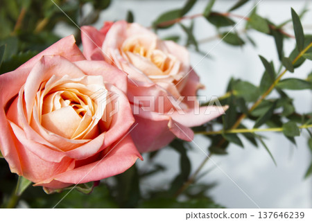 Eucalyptus pablo and pink roses. 137646239