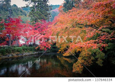 Nov 25 2025 Serene Autumn Pond Beside Kiyomizu dera Temple Kyoto 137646334