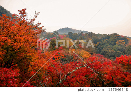 Nov 25 2025 Scenic Red Maple View from Kiyomizu dera Temple 137646348