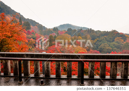 Nov 25 2025 Scenic Red Maple View from Kiyomizu dera Temple Nov 25 2025 Scenic Red Maple View from Kiyomizu dera Temple 137646351