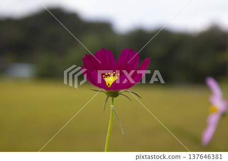 purple cosmos blooming in autumn 137646381