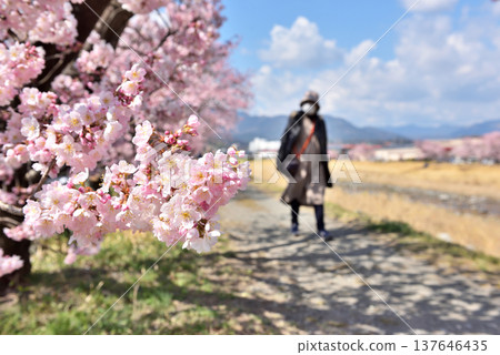 Cherry blossoms blooming along both banks of the Karikawa River Cherry blossoms blooming along both banks of the Karikawa River 137646435