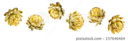 Multiple yellow artichokes arranged in a seamless pattern, isolated on white background, concept of healthy food and design Multiple yellow artichokes arranged in a seamless pattern, isolated on white background, concept of healthy food and design 137646464