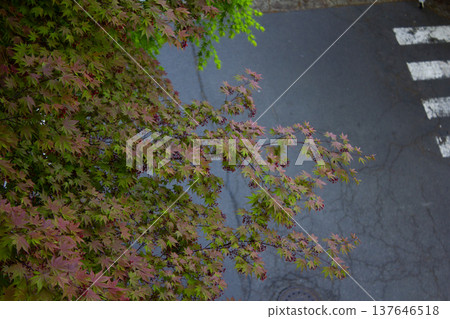 It is a maple tree that turns red. It is a maple tree that turns red. 137646518