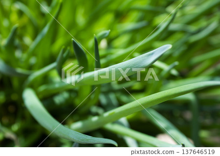 This is a close-up of a green onion. This is a close-up of a green onion. 137646519