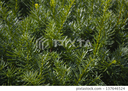 Taxus baccata close up. Green branches of yew tree(Taxus baccata, English yew 137646524