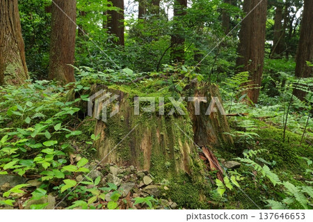 Mossy stump 137646653