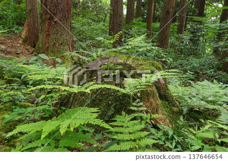 Mossy stump 137646654
