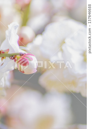 white plum blossom white plum blossom 137646688