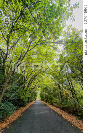 Rijkevorsel, Antwerpse Kempen, Belgium, Tranquil woodland corridor with filtering sunlight and dense Rijkevorsel, Antwerpse Kempen, Belgium, Tranquil woodland corridor with filtering sunlight and dense 137646965