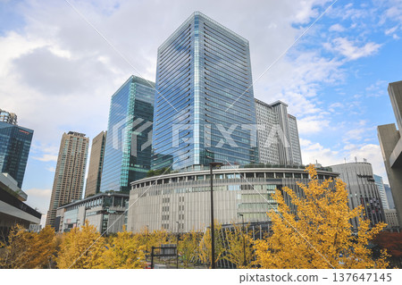 Nov 25 2025 Golden Ginkgo Trees Beside Modern Ofukacho Office Towers Nov 25 2025 Golden Ginkgo Trees Beside Modern Ofukacho Office Towers 137647145