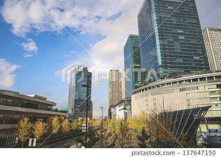 Nov 25 2025 Golden Ginkgo Trees Beside Modern Ofukacho Office Towers 137647150