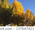 autumn, fall, maple 137647421
