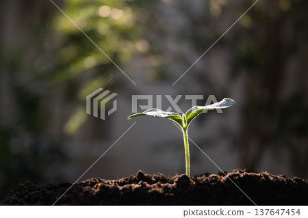 Small sprout plant growth macro closeup Under sunlight 137647454