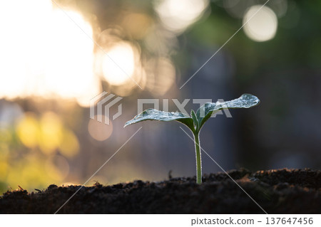 Pumpkin vegetable sprout macro closeup Pumpkin vegetable sprout macro closeup 137647456