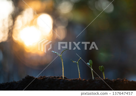 Different stage of growing plant macro closeup under sunlight 137647457