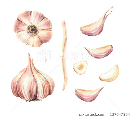 Watercolor Garlic set. Plant's stem, bulb and cloves whole and cut. Realistic vegetables hand drawn illustration isolated on white background Aromatic culinary herb, seasoning for food, Allium sativum Watercolor Garlic set. Plant's stem, bulb and cloves whole and cut. Realistic vegetables hand drawn illustration isolated on white background Aromatic culinary herb, seasoning for food, Allium sativum 137647504