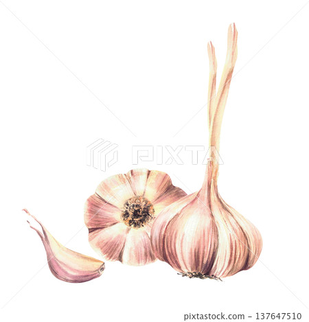 Watercolor Garlic. Plant's stem, whole tow bulb and cloves. Realistic dried vegetables hand drawn illustration isolated on white background. Aromatic culinary herb, seasoning for food, Allium sativum Watercolor Garlic. Plant's stem, whole tow bulb and cloves. Realistic dried vegetables hand drawn illustration isolated on white background. Aromatic culinary herb, seasoning for food, Allium sativum 137647510