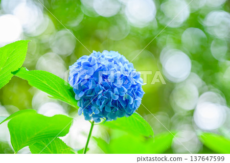 Hydrangeas and raindrops sparkling in the light after the rain, with a beautiful bokeh background. 137647599