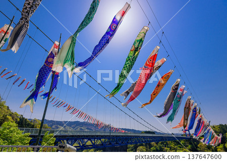 Approximately 1,000 carp streamers fly over the Ryujin (Dragon God) Suspension Bridge in Ibaraki Prefecture on a clear May day. Approximately 1,000 carp streamers fly over the Ryujin (Dragon God) Suspension Bridge in Ibaraki Prefecture on a clear May day. 137647600