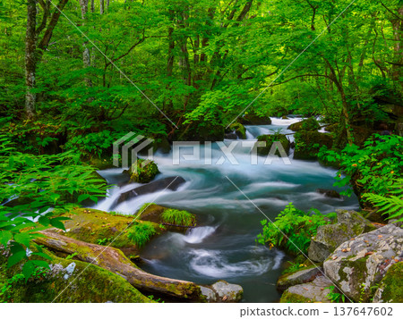 Summer in the Oirase Gorge: The Ashura Stream - Depicting the refreshing forms of water with a slow shutter speed. Towada City, Aomori Prefecture. Summer in the Oirase Gorge: The Ashura Stream - Depicting the refreshing forms of water with a slow shutter speed. Towada City, Aomori Prefecture. 137647602