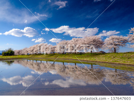 [Symmetrical Top and Bottom] Cherry blossoms and blue sky reflected on a mirror-like water surface, a refreshing and colorful spring motif. 137647603