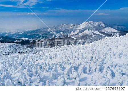 [Clear skies] Zao's snow monsters, pure white frost-covered trees standing out against the deep blue sky, and a spectacular winter landscape. 137647607