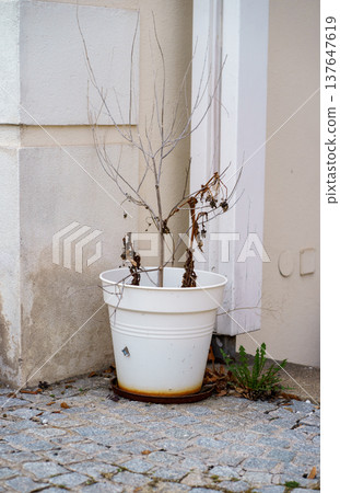 Withered plant with dry branches in white pot placed on stone pavement near building wall. Neglected plant concept, drought, decay, abandoned garden 137647619
