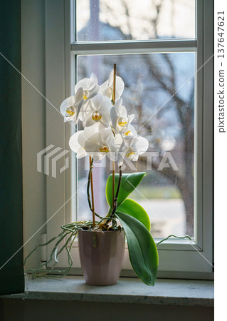 Elegant white orchid Phalaenopsis blooming in pot on window sill. Indoor houseplant with delicate flowers in soft natural light, home decor concept 137647621