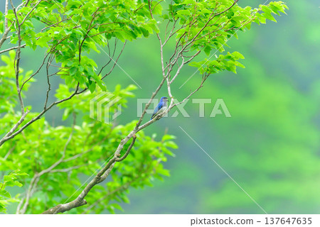 【風景素材】一片綠意盎然的森林,一隻藍白相間的鶲,初夏的自然景觀。 【風景素材】一片綠意盎然的森林,一隻藍白相間的鶲,初夏的自然景觀。 137647635