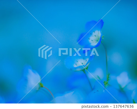 [Background Material] Close-up of nemophila flowers floating in a blue bokeh background 137647636