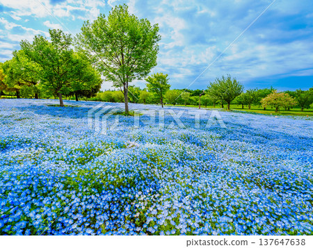 A breathtaking sight in Tokyo: a carpet of nemophila blue flowers adorning Toneri Park. A breathtaking sight in Tokyo: a carpet of nemophila blue flowers adorning Toneri Park. 137647638