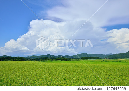 積雨雲是日本夏季、無垠綠野和藍天的象徵。 積雨雲是日本夏季、無垠綠野和藍天的象徵。 137647639