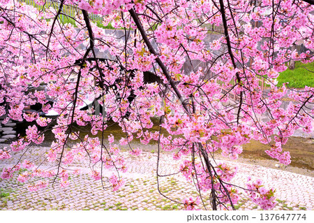 A curtain of pink Kawazu cherry blossoms planted along the Yodo Canal. A curtain of pink Kawazu cherry blossoms planted along the Yodo Canal. 137647774