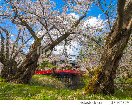 A sunny spring scene in Hirosaki, Aomori Prefecture, with a red bridge and gate spanning a moat visible behind the thick trunk of a cherry tree. 137647809