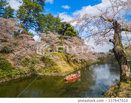 一艘載著眾多乘客的觀光船沿著護城河緩緩行駛，周圍環繞著盛開的櫻花樹（青森縣弘前市）。 137647810