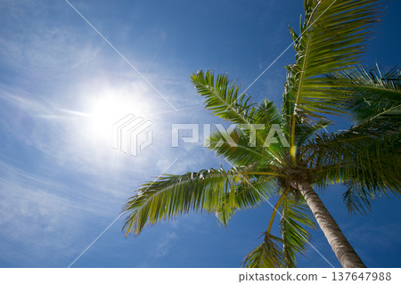 Palm trees against blue sky, Palm trees at tropical coast Palm trees against blue sky, Palm trees at tropical coast 137647988