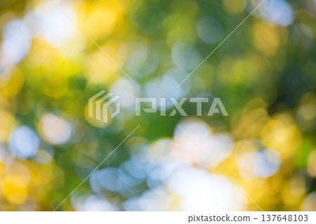 natural green background. background in green colors, the bokeh effect natural green background. background in green colors, the bokeh effect 137648103