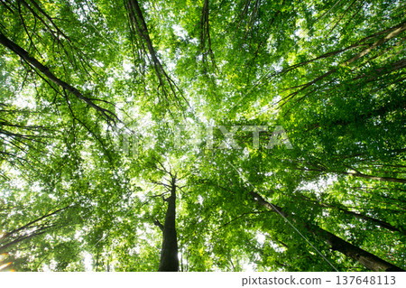 Forest trees. nature green wood sunlight backgrounds Forest trees. nature green wood sunlight backgrounds 137648113